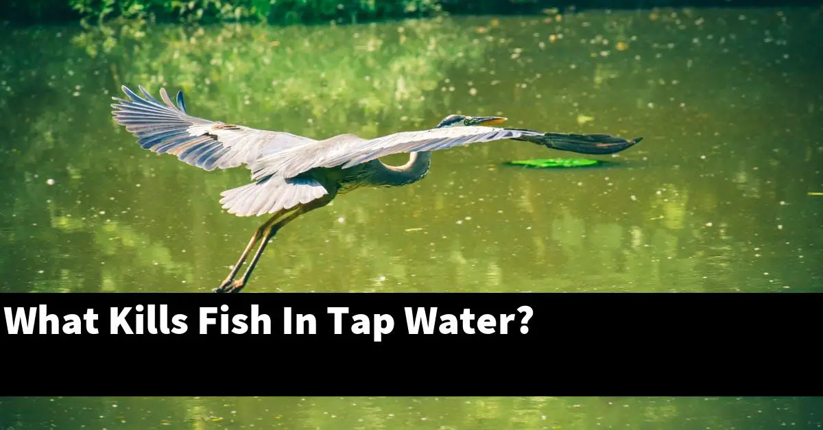 What Kills Fish In Tap Water?