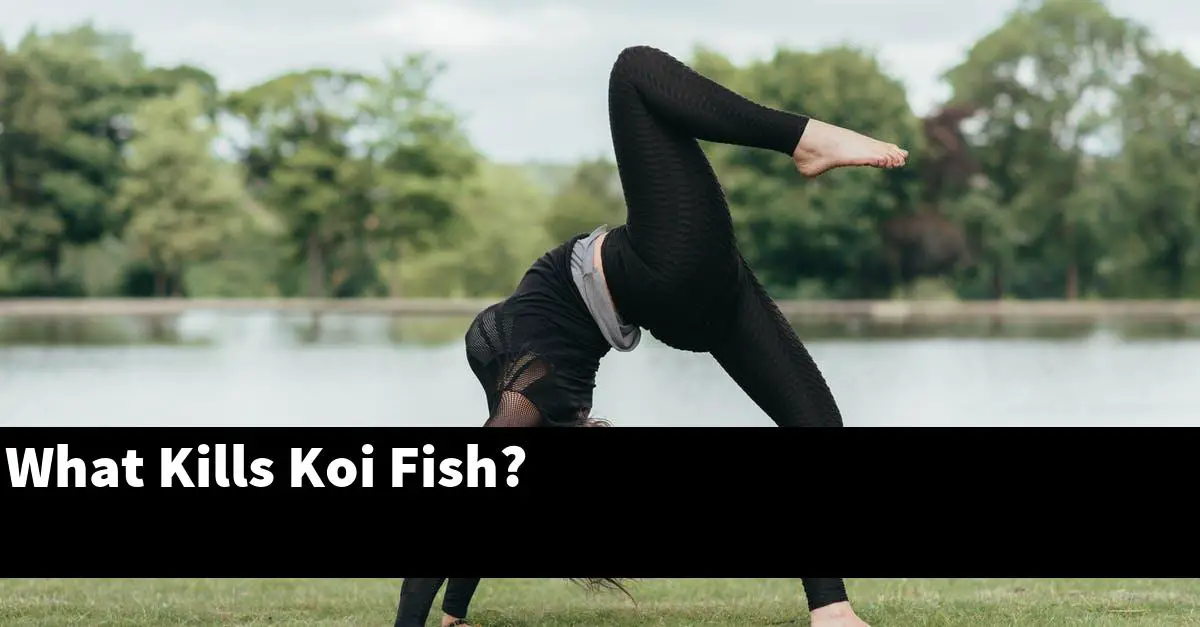 What Kills Koi Fish?