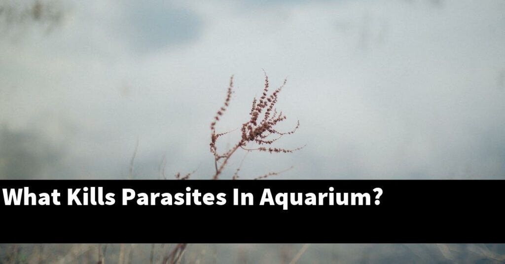 What Kills Parasites In Aquarium? [2024 Guide] Gold Koi Fish