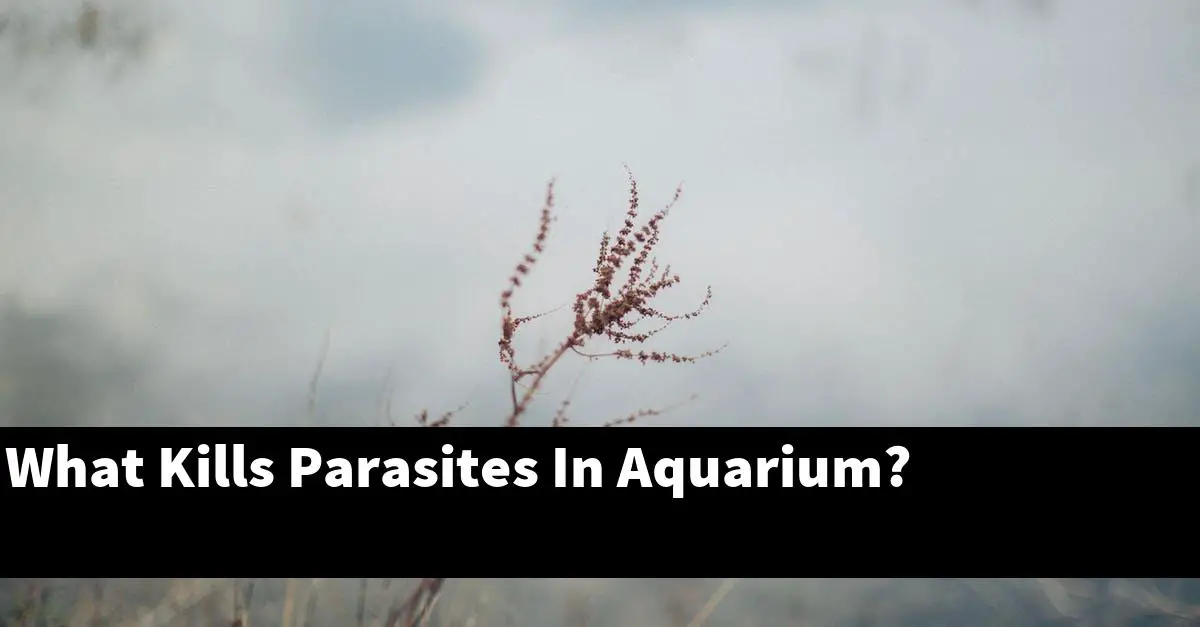 What Kills Parasites In Aquarium?