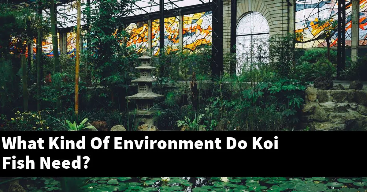 What Kind Of Environment Do Koi Fish Need?
