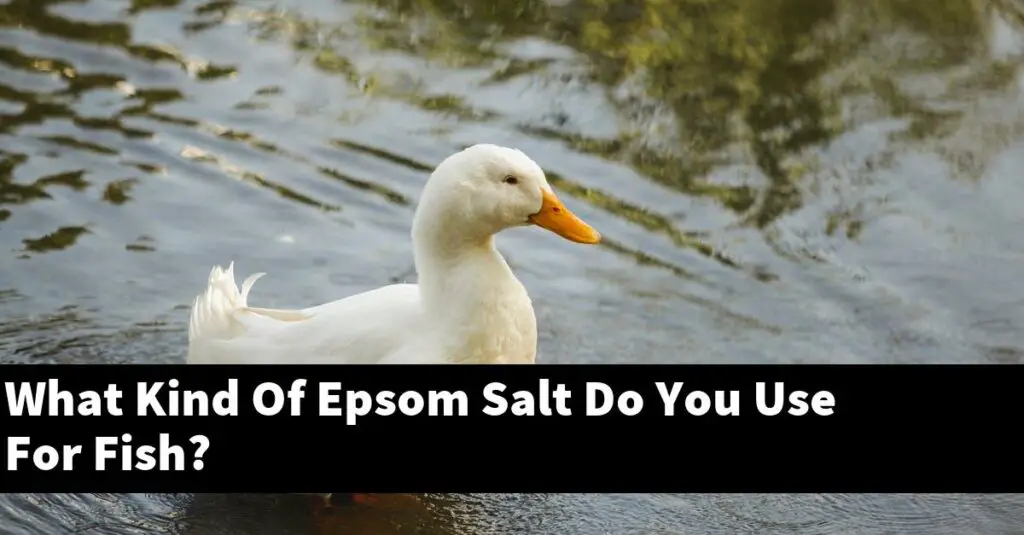 What Kind Of Epsom Salt Do You Use For Fish? [2024 Guide] Gold Koi Fish