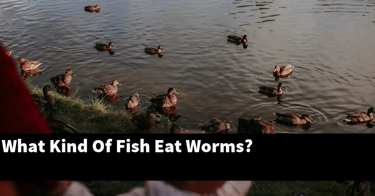 What Kind Of Fish Eat Worms?