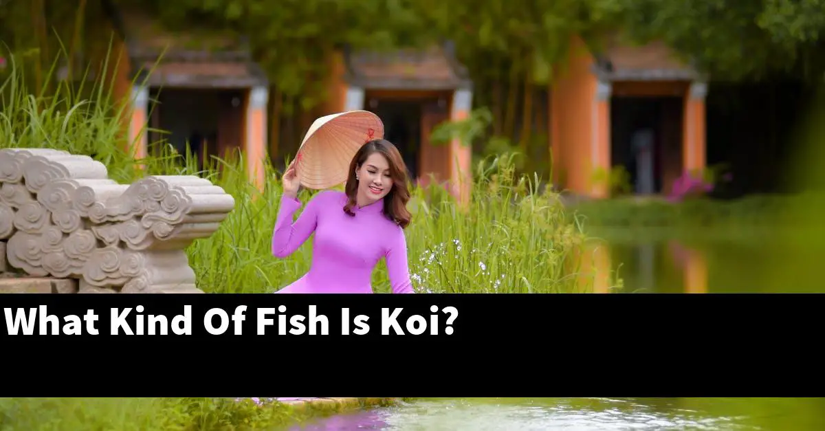 What Kind Of Fish Is Koi?