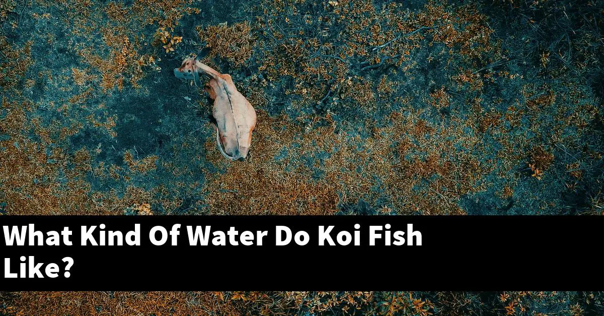 What Kind Of Water Do Koi Fish Like?