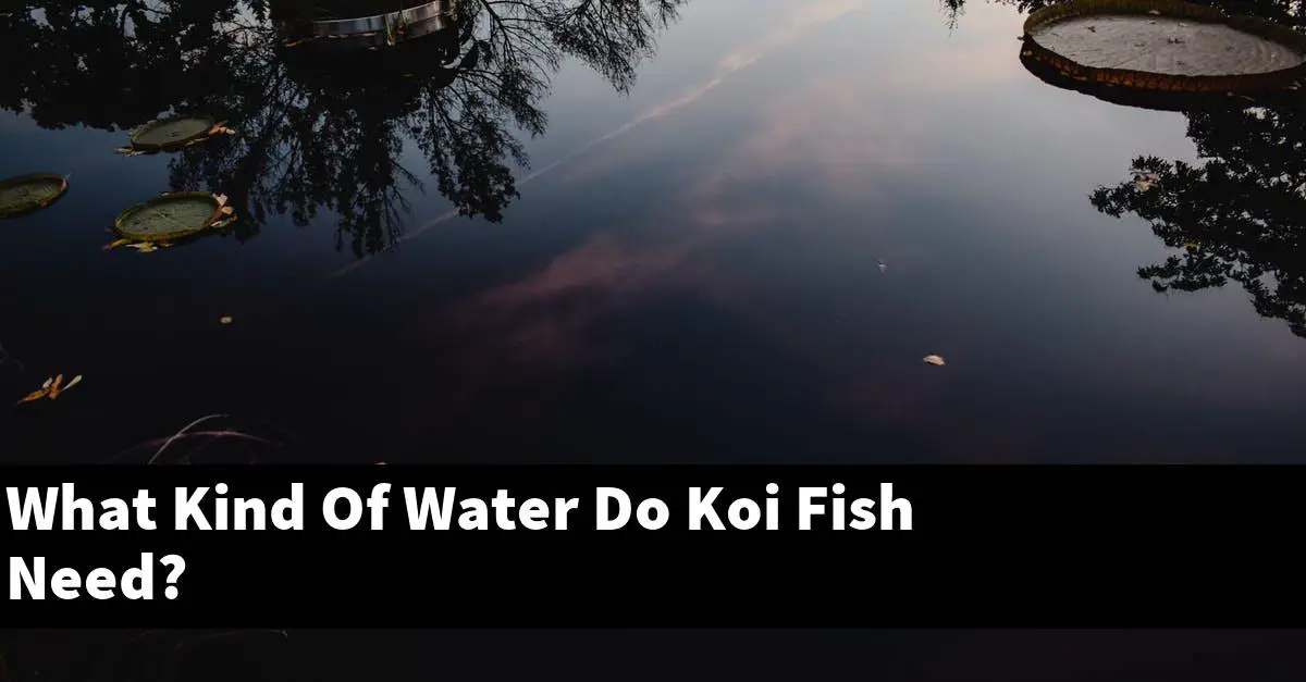 What Kind Of Water Do Koi Fish Need?