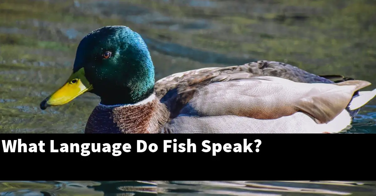 What Language Do Fish Speak?