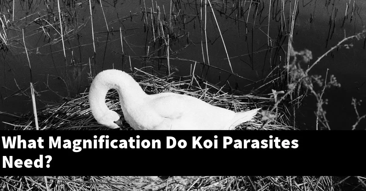 What Magnification Do Koi Parasites Need?