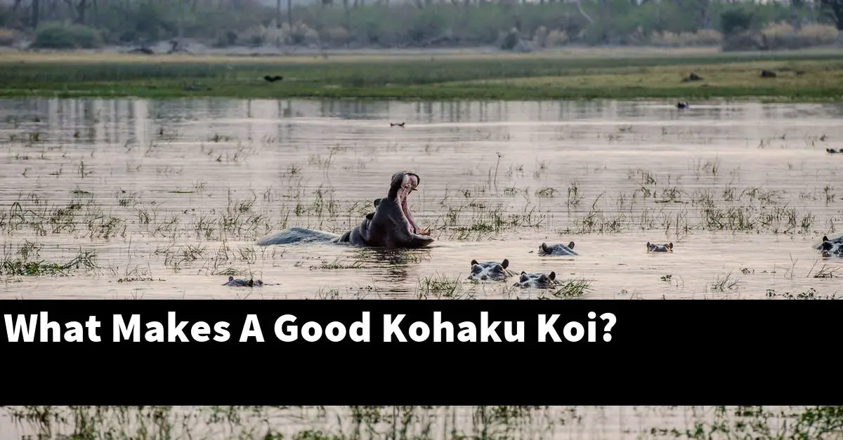What Makes A Good Kohaku Koi?