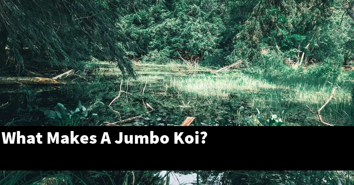 What Makes A Jumbo Koi?