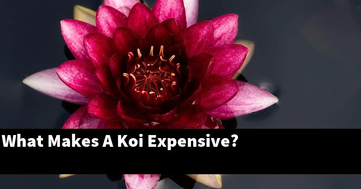 What Makes A Koi Expensive?