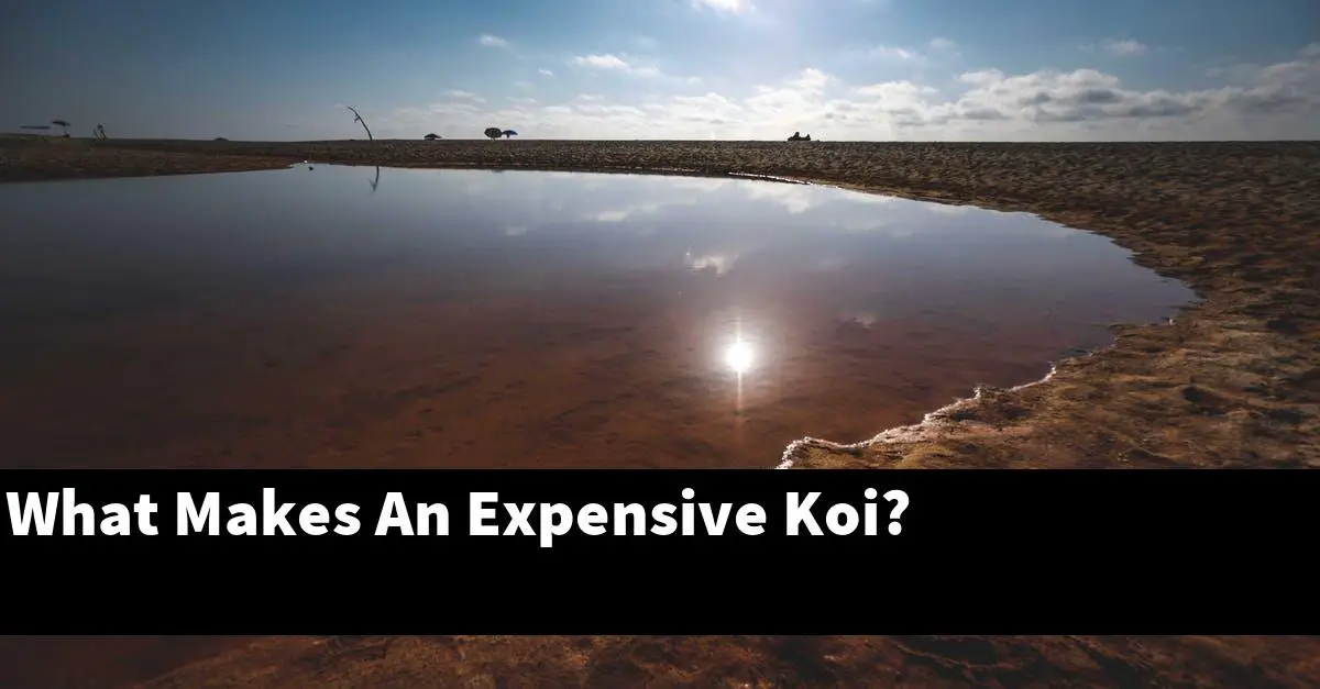 What Makes An Expensive Koi?