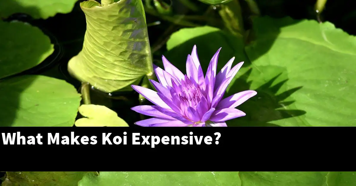 What Makes Koi Expensive?