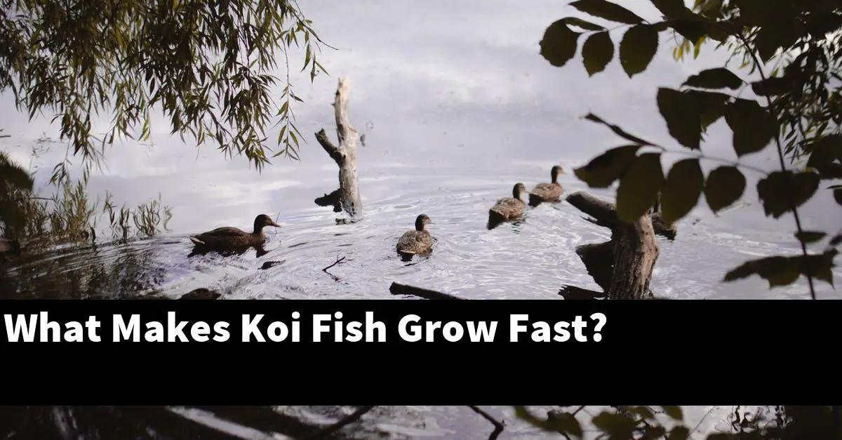 What Makes Koi Fish Grow Fast?