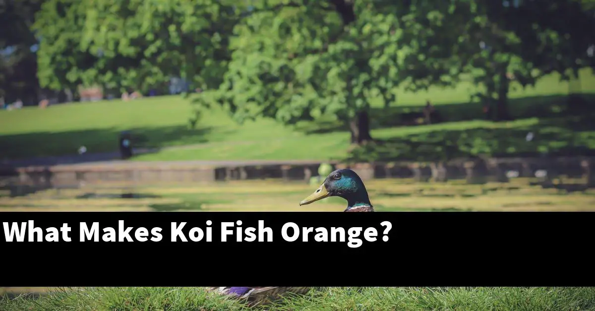 What Makes Koi Fish Orange?