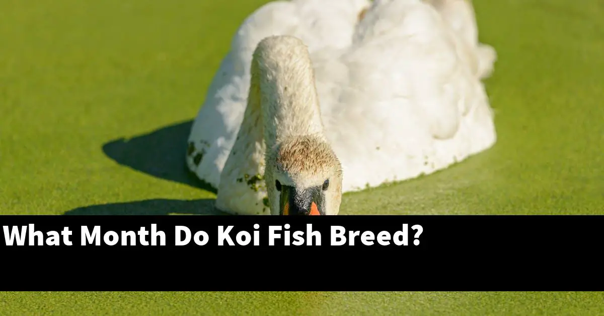 What Month Do Koi Fish Breed?