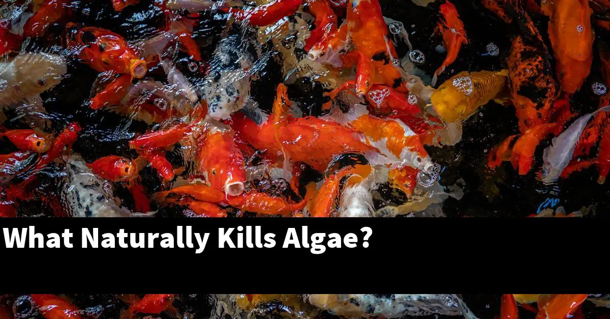 What Naturally Kills Algae?