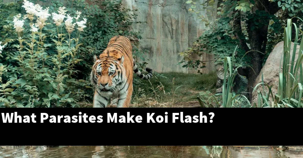 What Parasites Make Koi Flash?