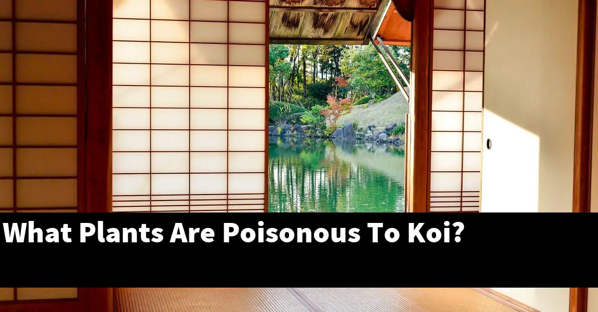 What Plants Are Poisonous To Koi?