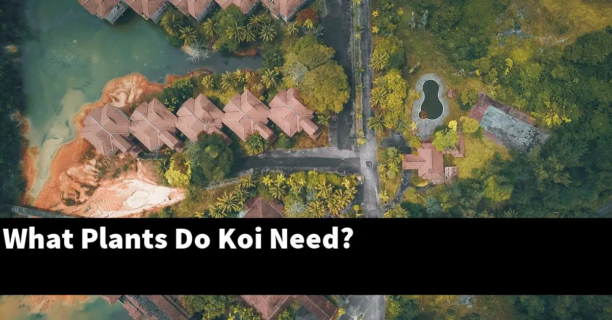 What Plants Do Koi Need?