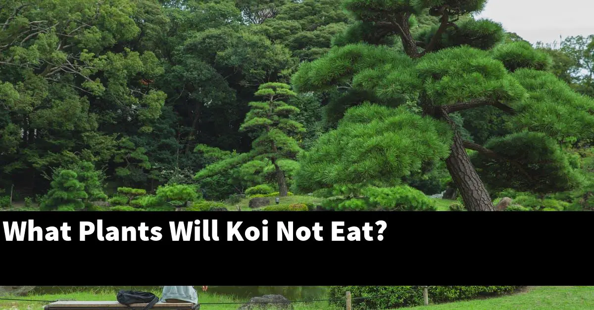 What Plants Will Koi Not Eat?