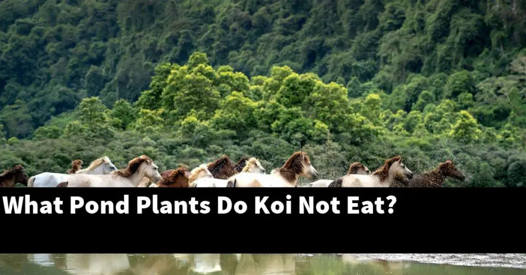 What Pond Plants Do Koi Not Eat? [2024 Guide] Gold Koi Fish