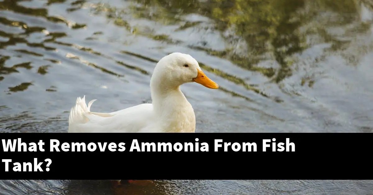What Removes Ammonia From Fish Tank?