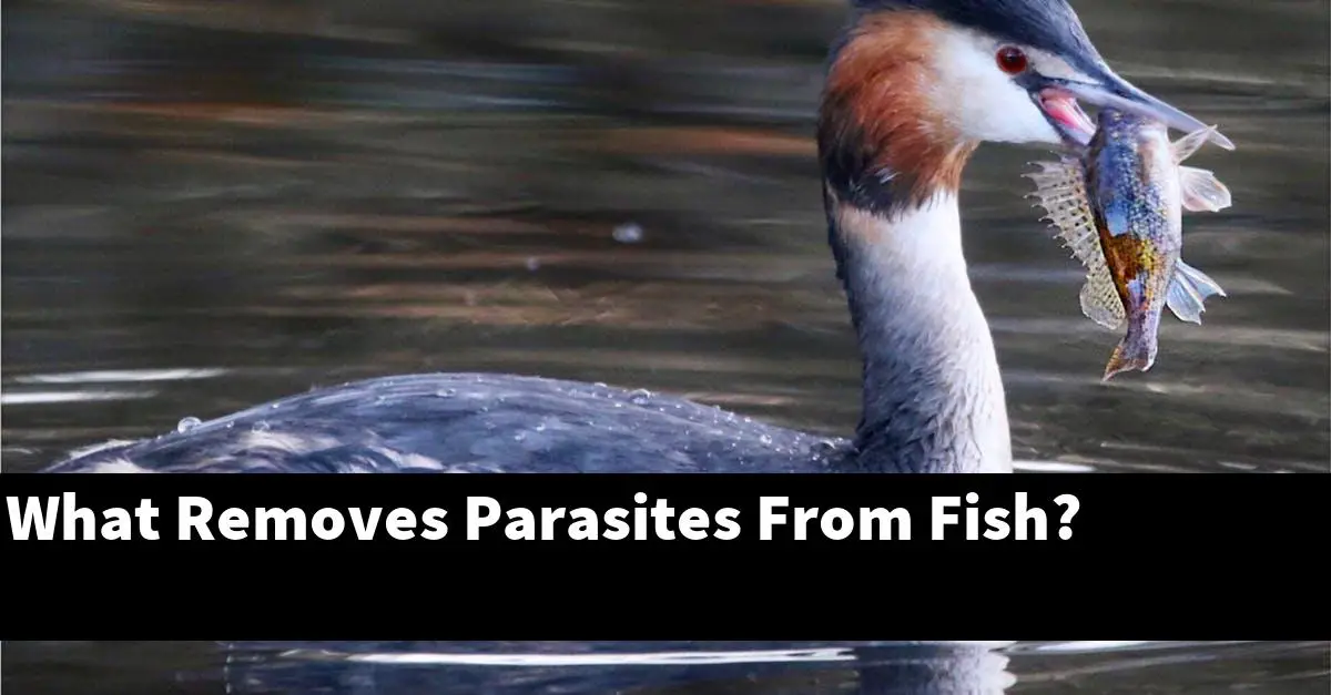 What Removes Parasites From Fish?