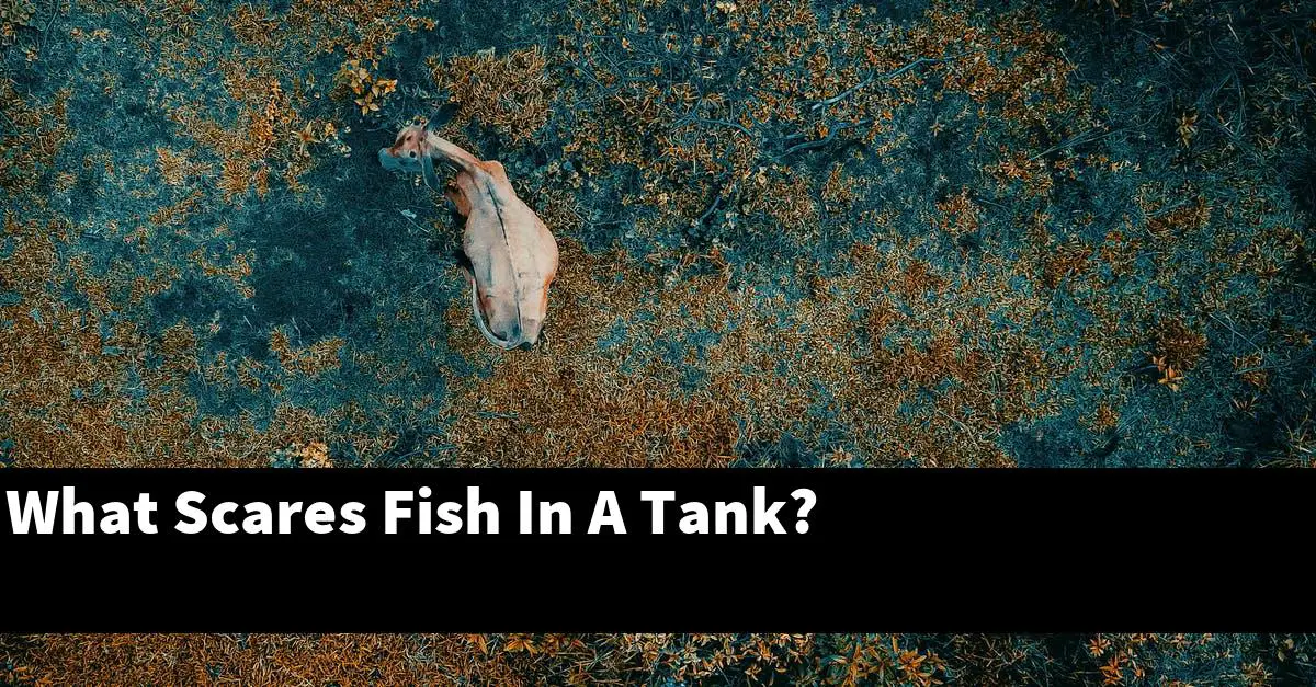 What Scares Fish In A Tank?