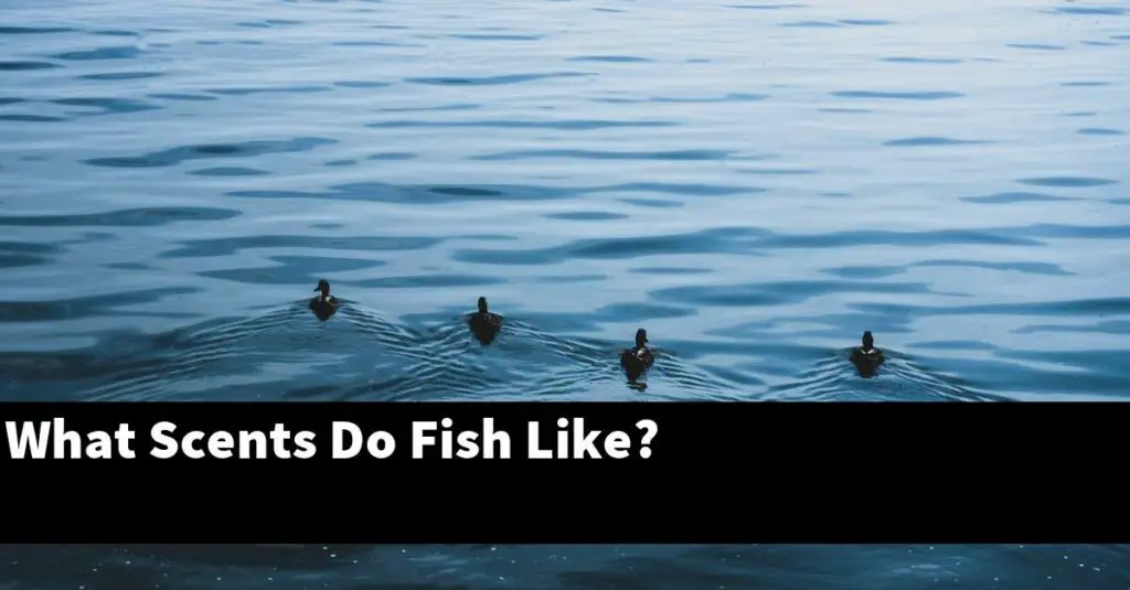 What Scents Do Fish Like? [2024 Guide] Gold Koi Fish