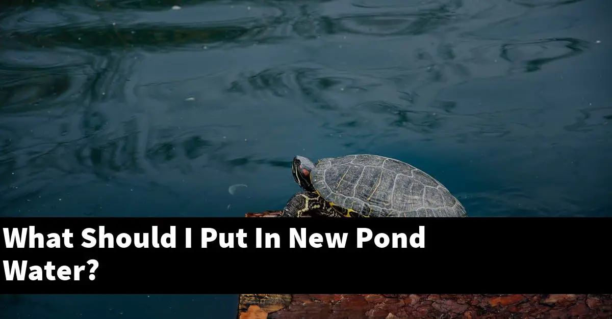 What Should I Put In New Pond Water?