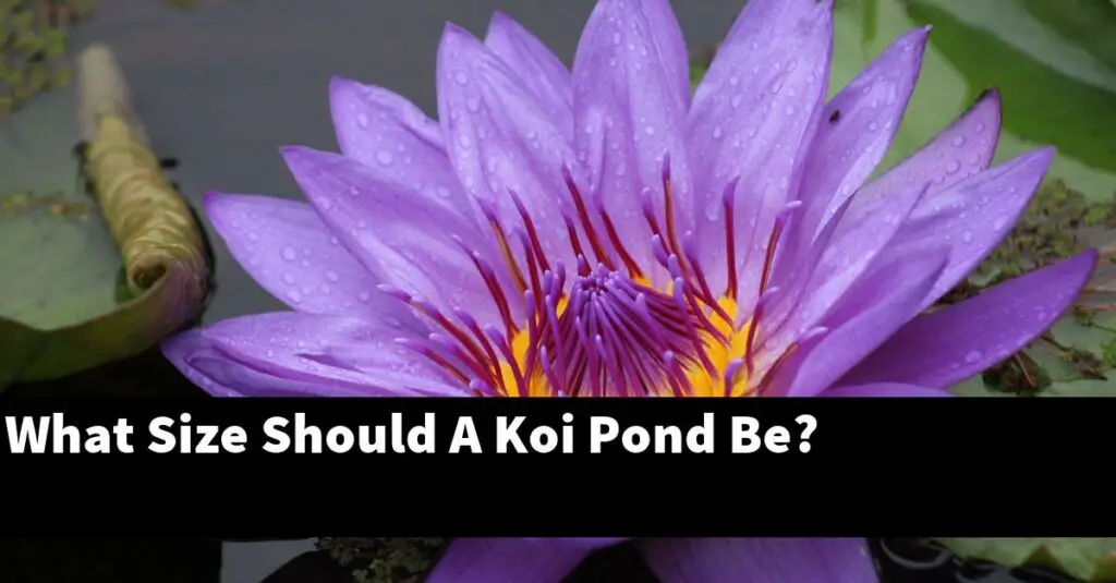 What Size Should A Koi Pond Be? [2022 Guide] Gold Koi Fish
