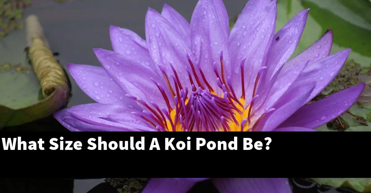 What Size Should A Koi Pond Be?