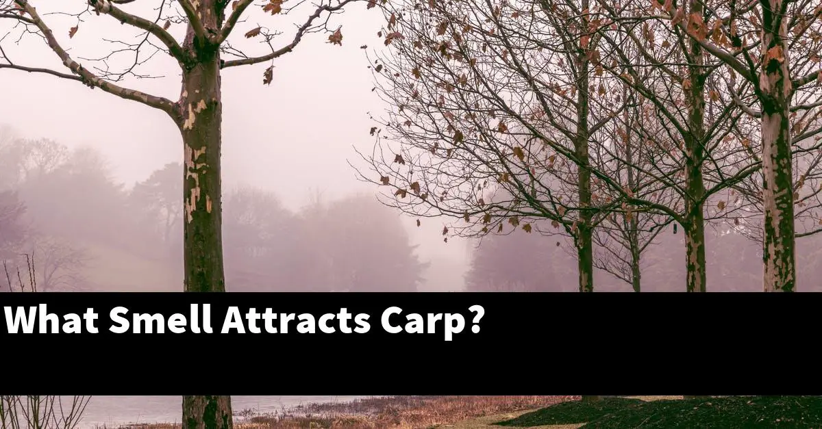 What Smell Attracts Carp?