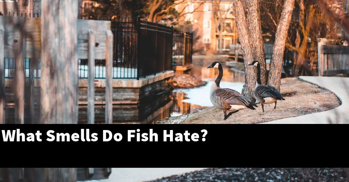 What Smells Do Fish Hate?