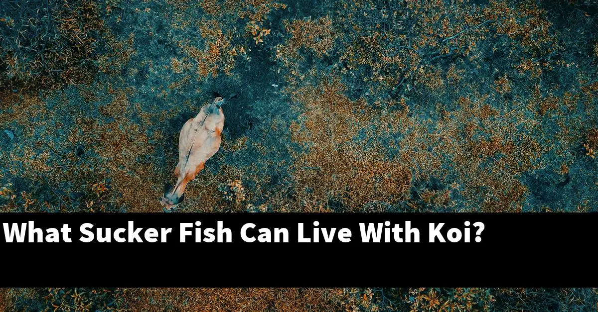What Sucker Fish Can Live With Koi?