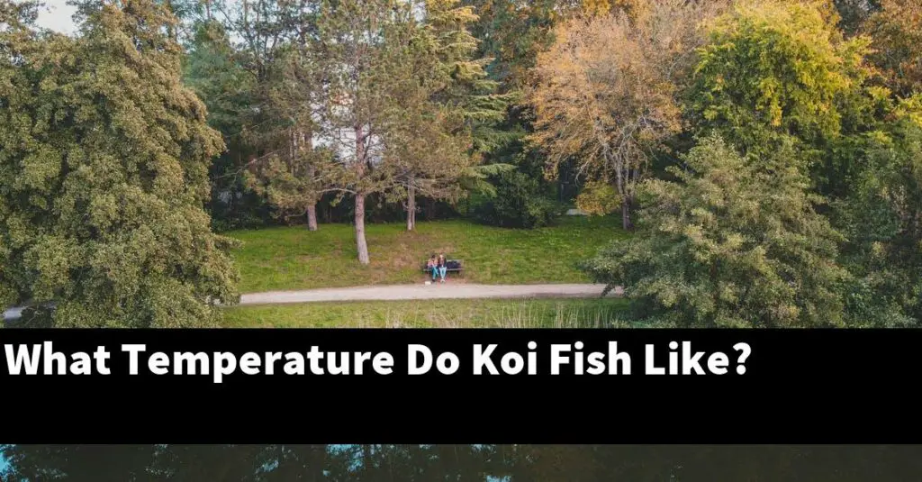 what-temperature-do-koi-fish-like-2024-guide-gold-koi-fish