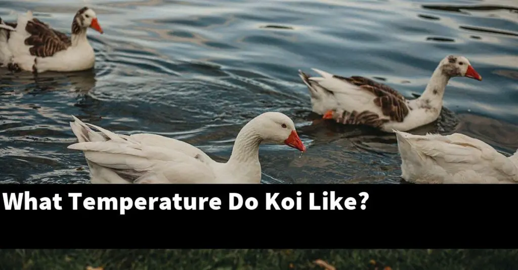 What Temperature Do Koi Like? [2024 Guide] Gold Koi Fish