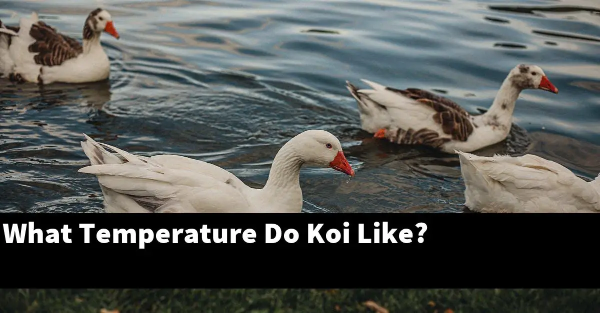 What Temperature Do Koi Like?