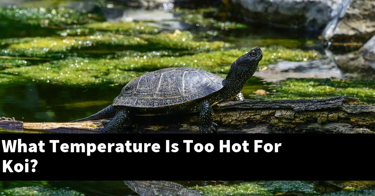 What Temperature Is Too Hot For Koi?