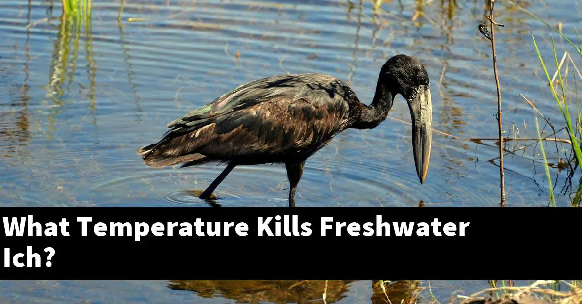 What Temperature Kills Freshwater Ich?