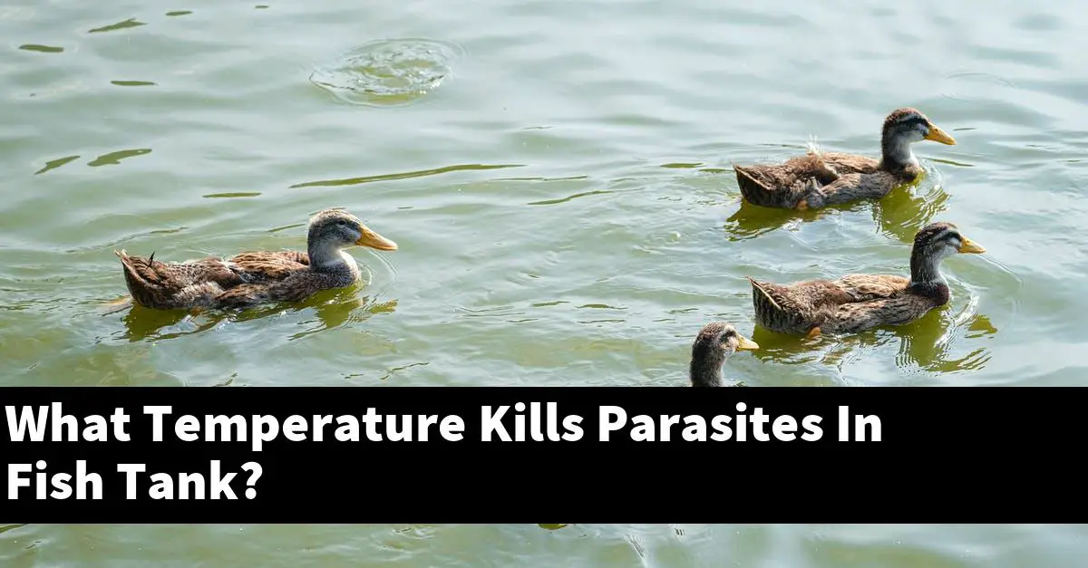 What Temperature Kills Parasites In Fish Tank?
