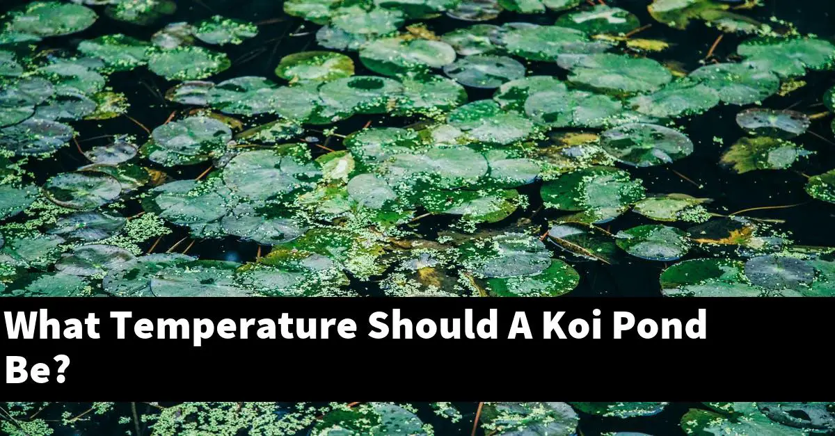 What Temperature Should A Koi Pond Be?