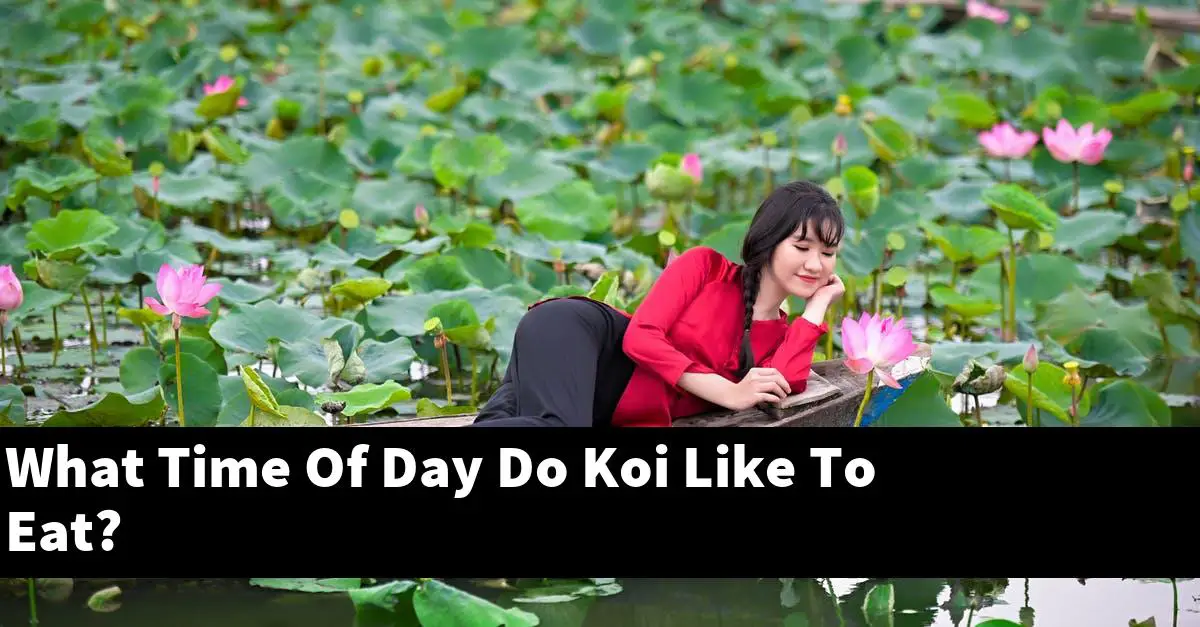 What Time Of Day Do Koi Like To Eat?