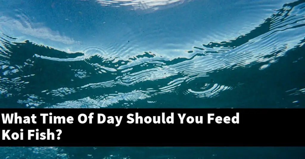 what-time-of-day-should-you-feed-koi-fish-2024-guide-gold-koi-fish