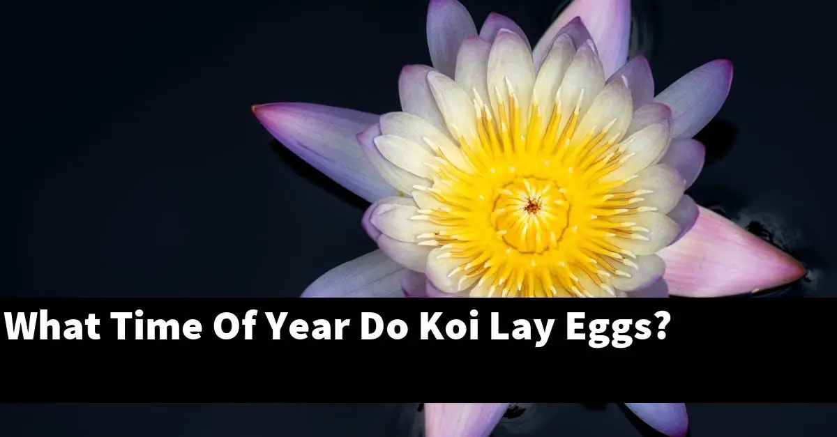 What Time Of Year Do Koi Lay Eggs?