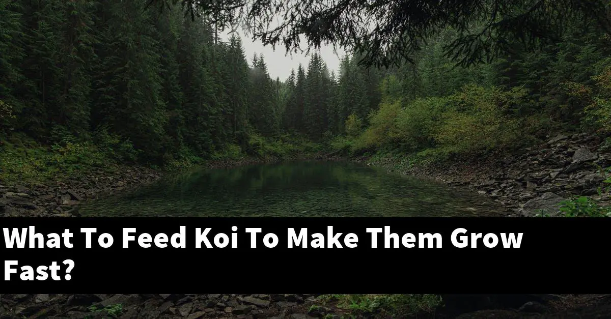 What To Feed Koi To Make Them Grow Fast?