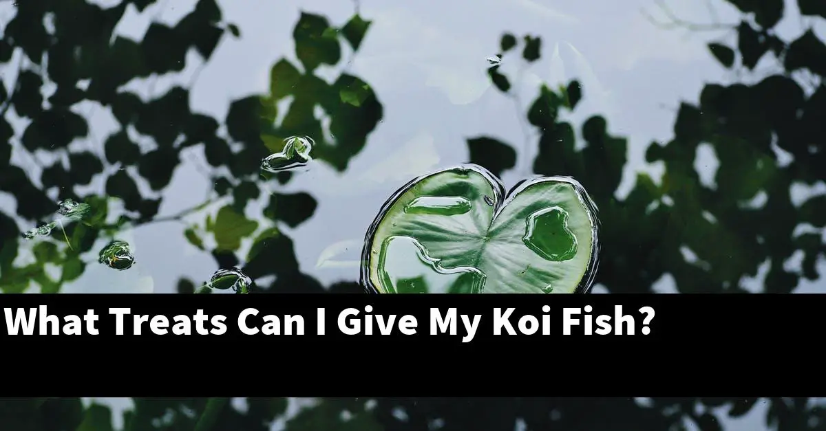 What Treats Can I Give My Koi Fish?