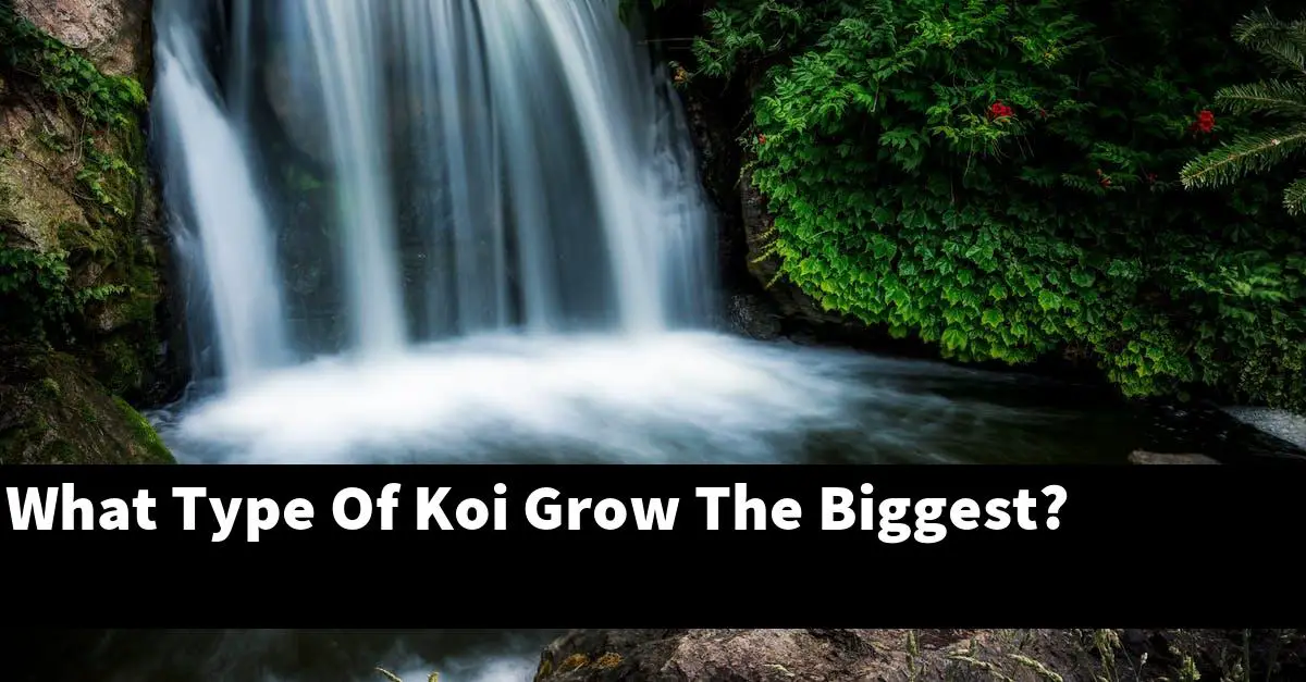 What Type Of Koi Grow The Biggest?