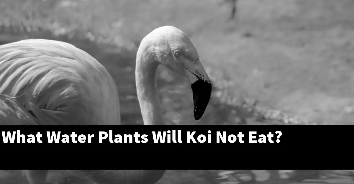 What Water Plants Will Koi Not Eat?